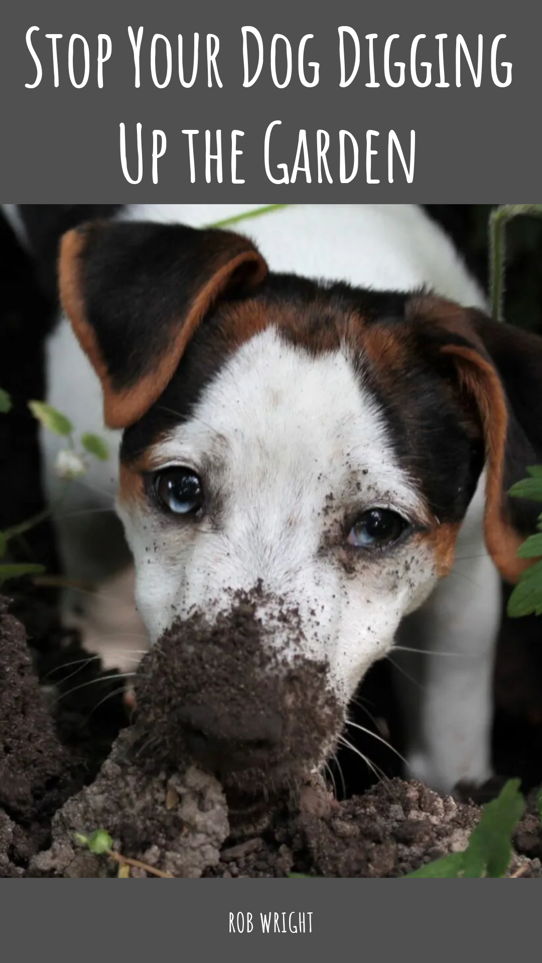Stop Your Dog Digging Up The Garden